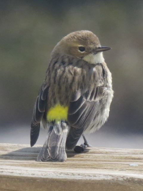 Yellow-rumped Warbler