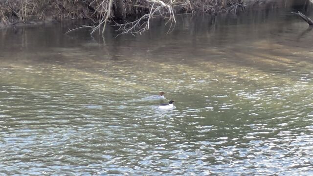 Common Merganser
