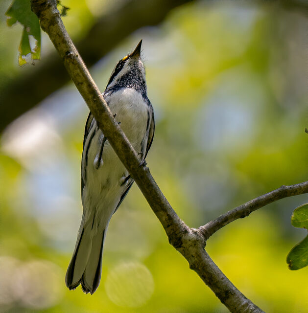 Black-throated Gray Warbler