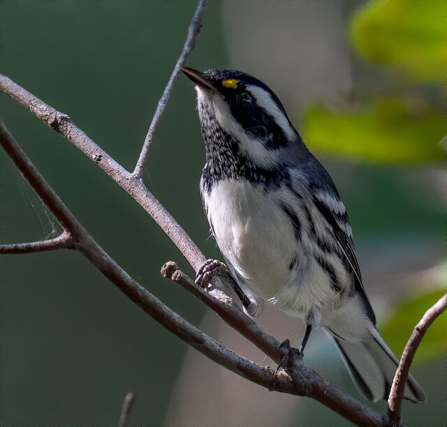 Black-throated Gray Warbler