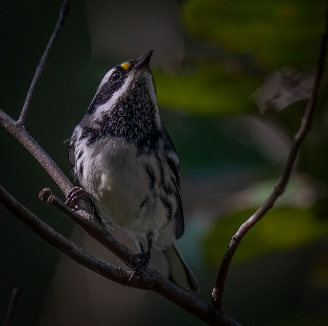 Black-throated Gray Warbler