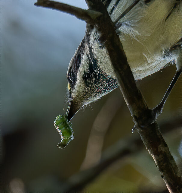 Black-throated Gray Warbler