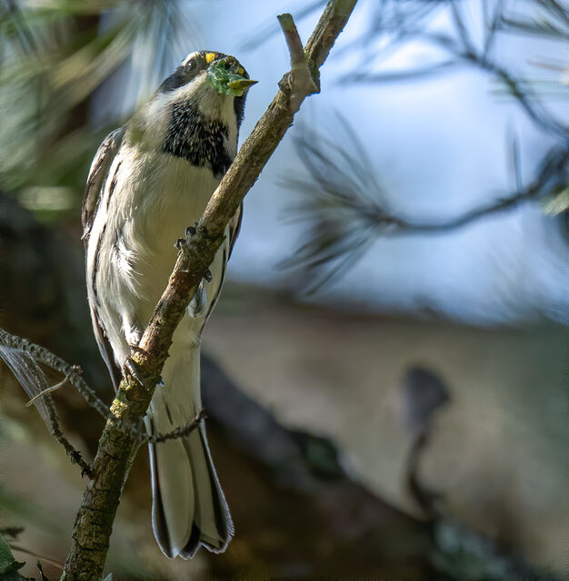 Black-throated Gray Warbler