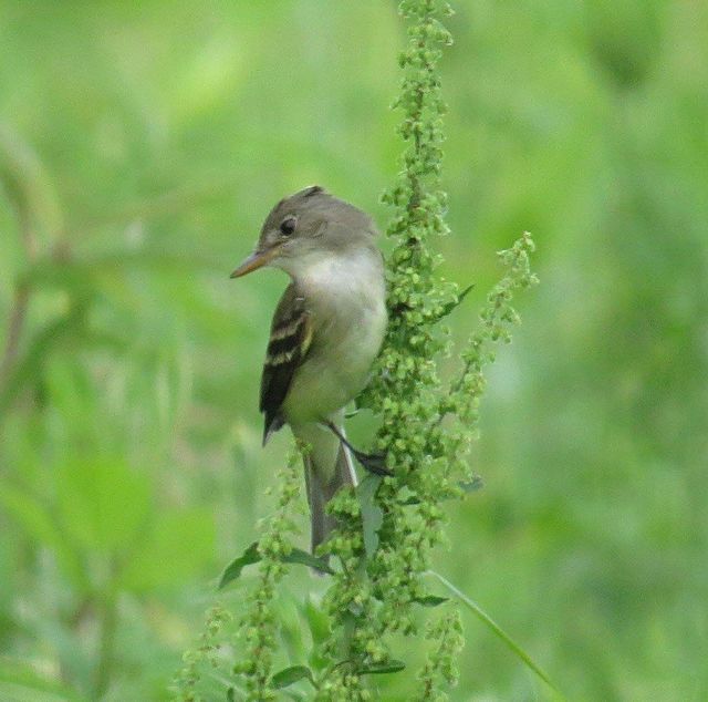 Willow Flycatcher