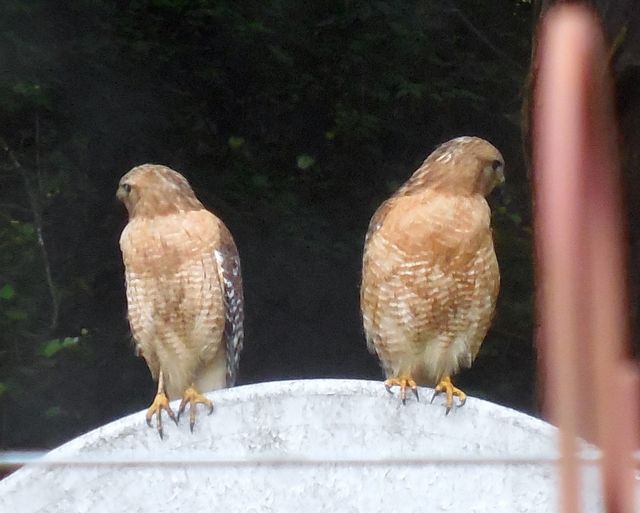 Red-shouldered Hawk