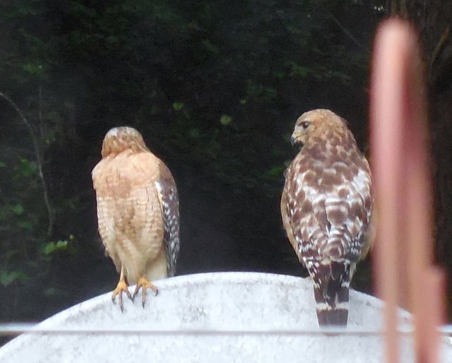 Red-shouldered Hawk