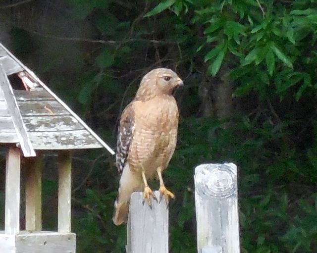 Red-shouldered Hawk