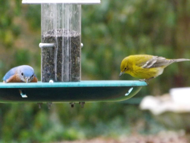 Pine Warbler