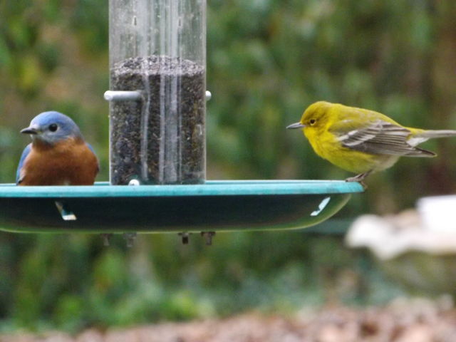 Pine Warbler