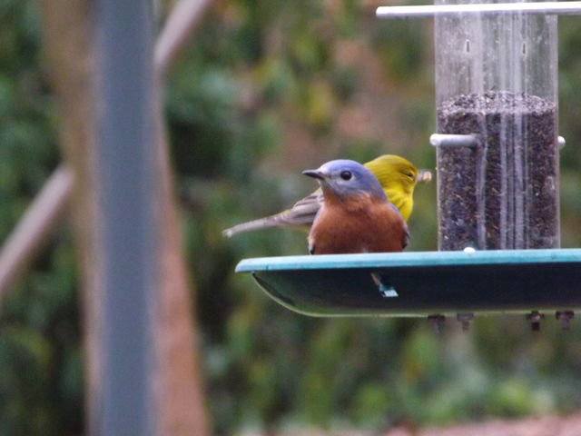 Pine Warbler