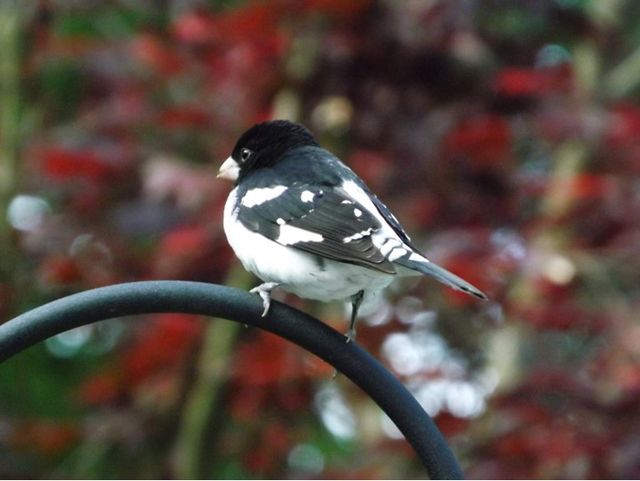 Rose-breasted Grosbeak