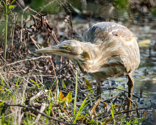 American Bittern