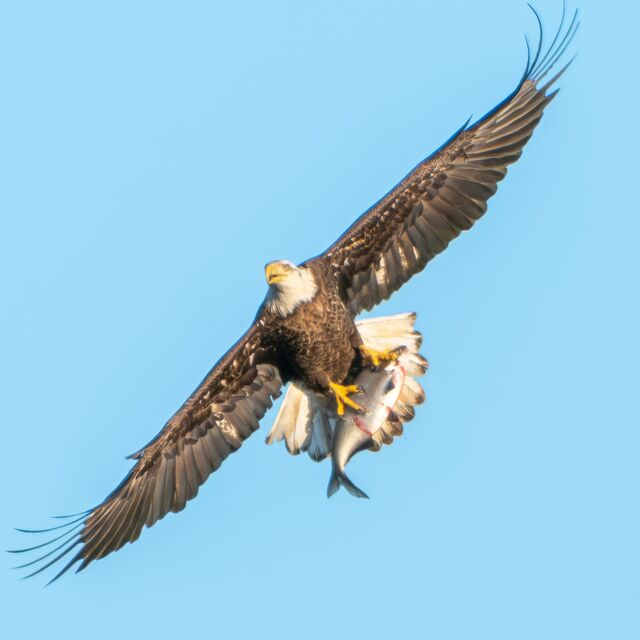 Bald Eagle