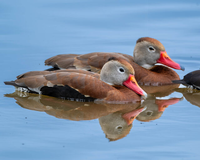 Black-bellied Whistling-Duck