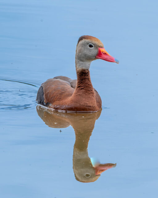 Black-bellied Whistling-Duck