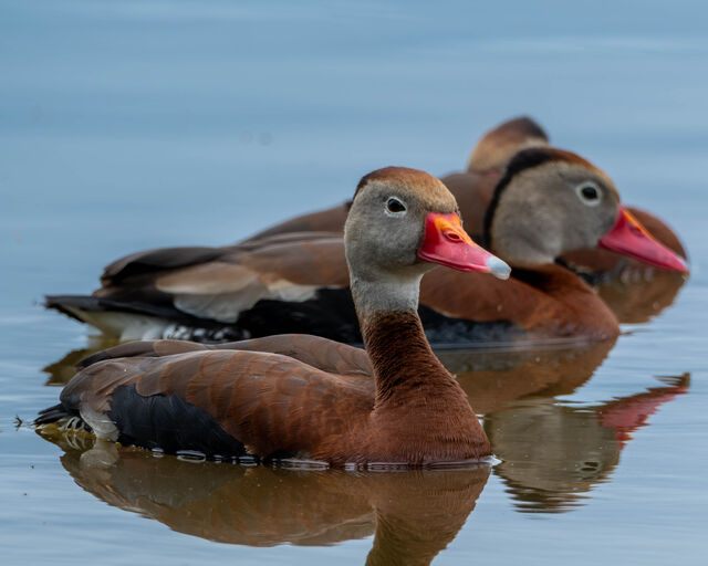 Black-bellied Whistling-Duck