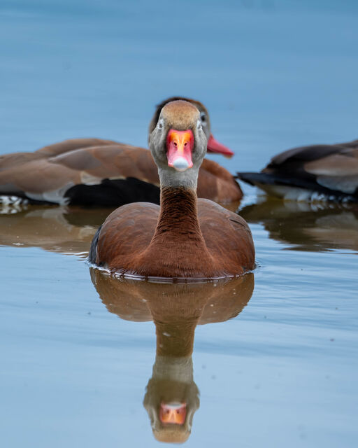 Black-bellied Whistling-Duck