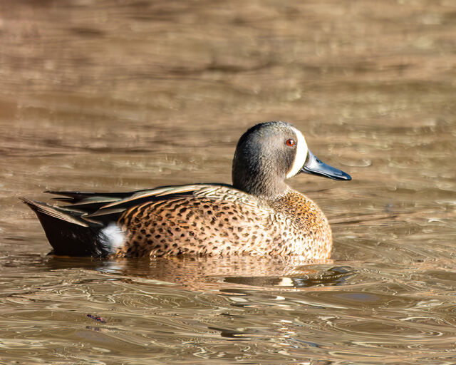 Blue-winged Teal