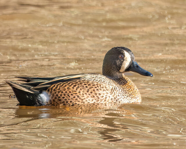 Blue-winged Teal