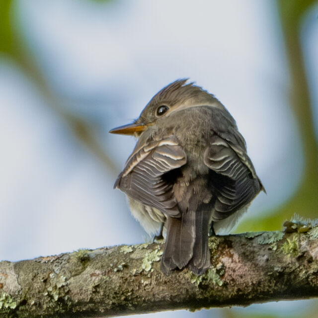 Eastern Wood-Pewee