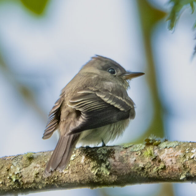 Eastern Wood-Pewee