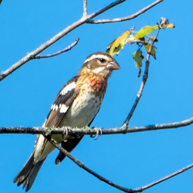 Rose-breasted Grosbeak