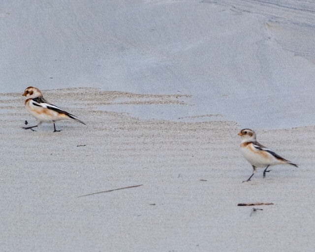 Snow Bunting