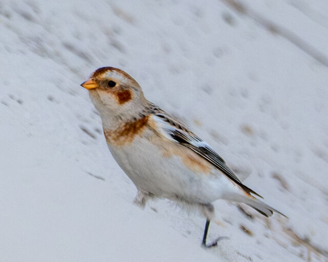 Snow Bunting