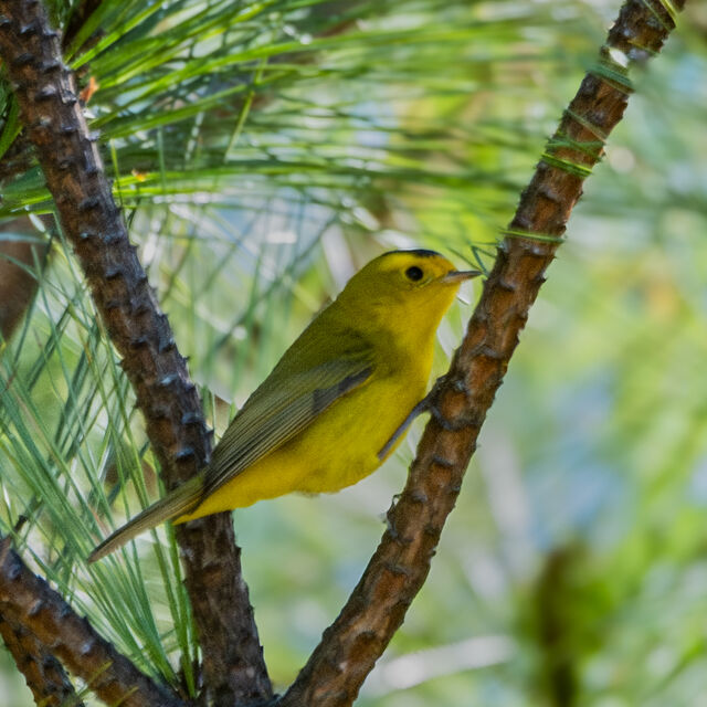 Wilson's Warbler