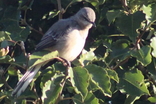 Northern Mockingbird
