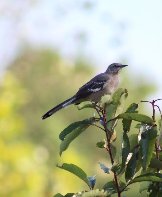 Northern Mockingbird