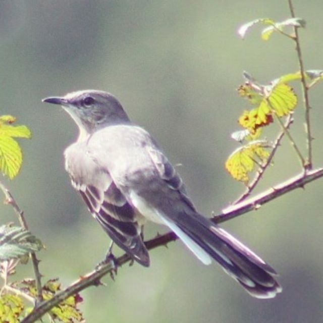 Northern Mockingbird