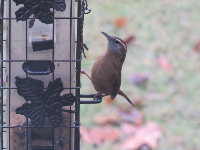 Carolina Wren