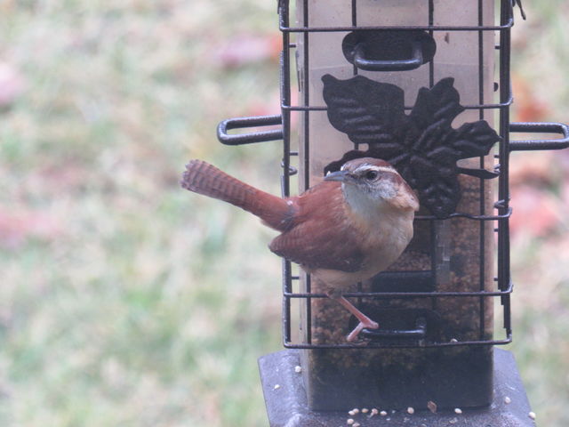 Carolina Wren