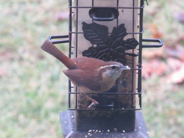 Carolina Wren