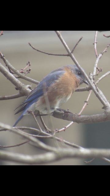 Eastern Bluebird