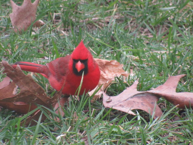 Northern Cardinal