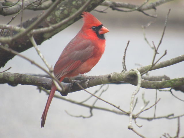 Northern Cardinal