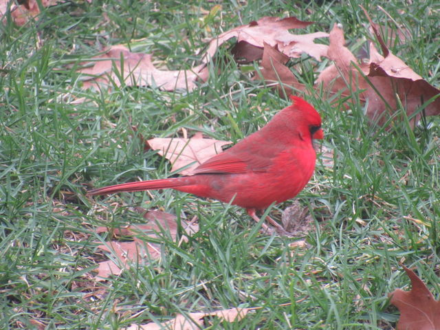 Northern Cardinal