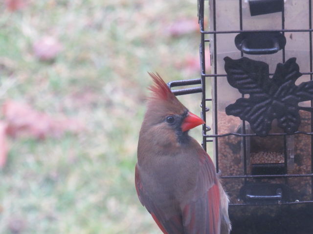 Northern Cardinal