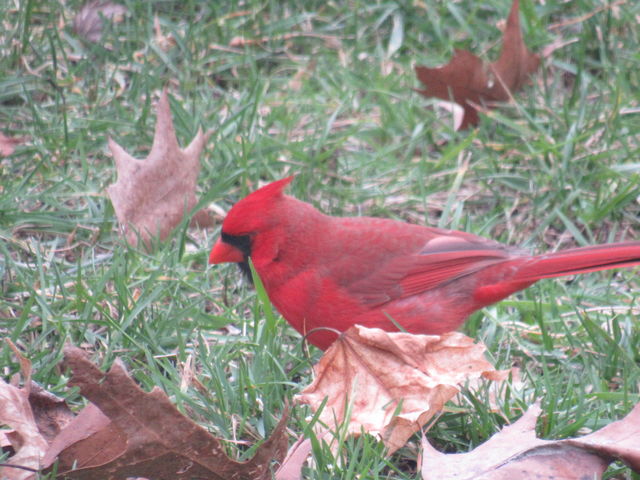 Northern Cardinal