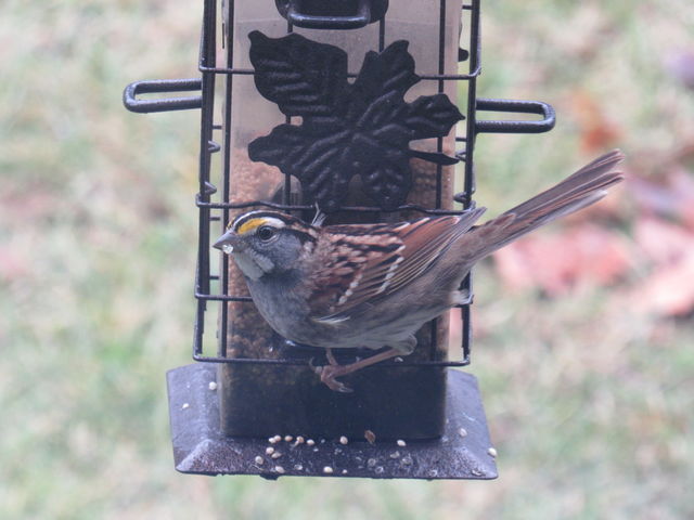 White-throated Sparrow