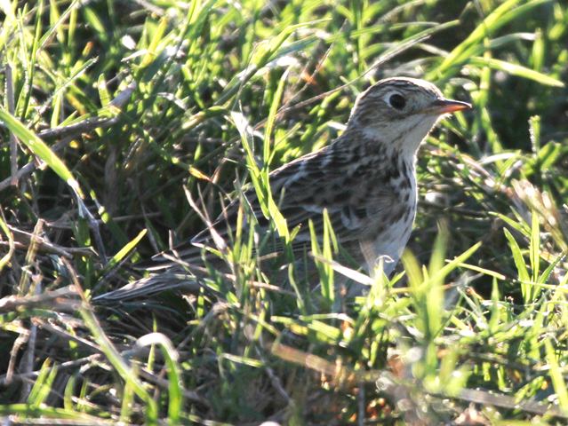Sprague's Pipit