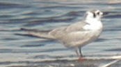 White-winged Tern