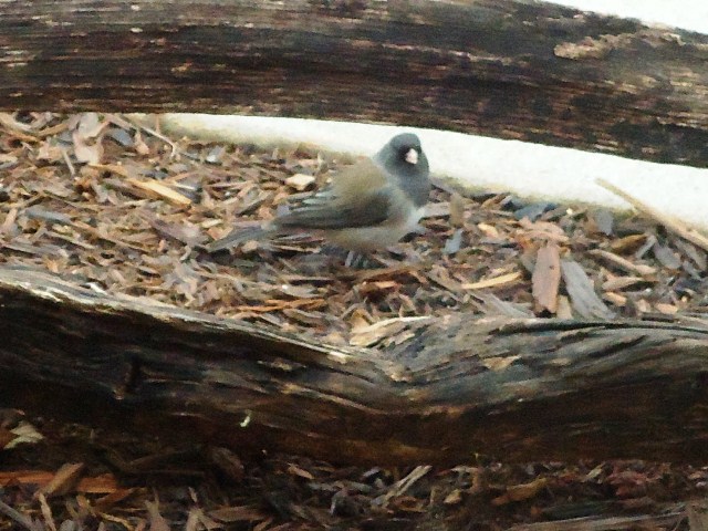 Dark-eyed Junco (Oregon)