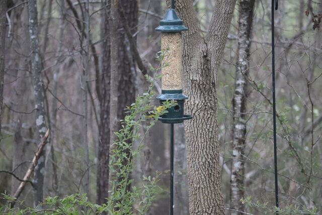 Western Tanager