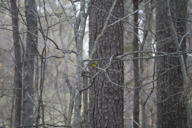 Western Tanager