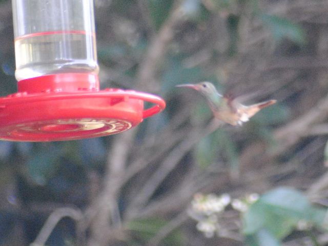 Buff-bellied Hummingbird