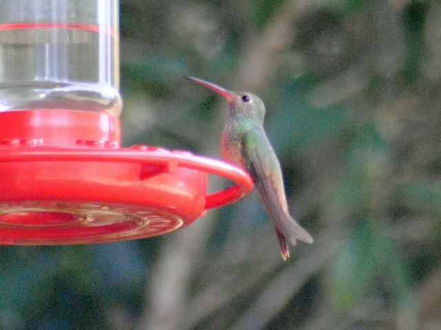 Buff-bellied Hummingbird