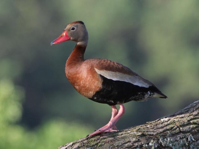 Black-bellied Whistling-Ducks